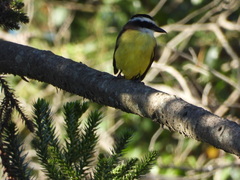 Pitangus sulphuratus