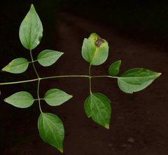 Clematis acapulcensis