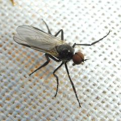 Rhamphomyia tarsata