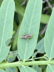 Acrididae