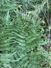 Pteridium caudatum