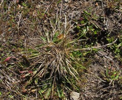 Agrostis blasdalei