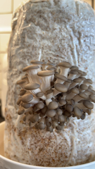 Pleurotus columbinus