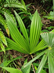Trachycarpus fortunei