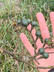 Iochroma arborescens