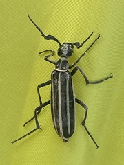 Epicauta atrivittata