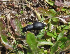 Omus californicus