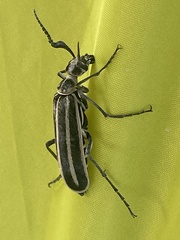 Epicauta atrivittata