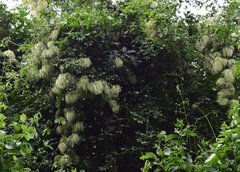 Clematis acapulcensis