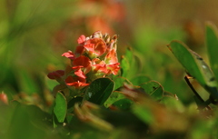 Indigofera oxalidea