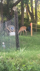 Odocoileus virginianus