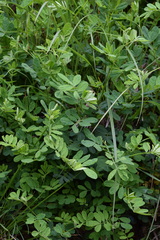 Hippocrepis emerus emerus