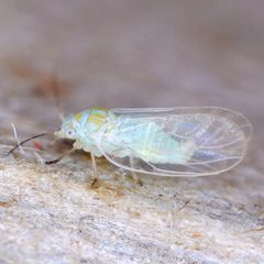 Cacopsylla ambigua