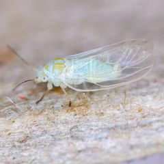 Cacopsylla ambigua
