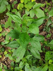 Patrinia scabiosifolia