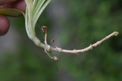 Silene nutans livida