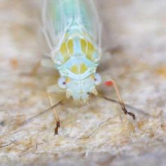 Cacopsylla ambigua