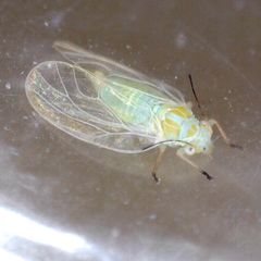 Cacopsylla ambigua