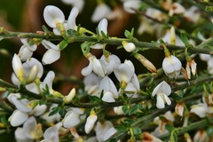 Cytisus multiflorus