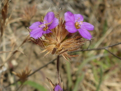 Leptosiphon androsaceus
