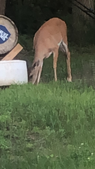 Odocoileus virginianus
