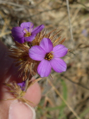 Leptosiphon androsaceus