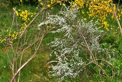 Cytisus multiflorus