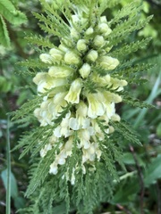 Pedicularis foliosa
