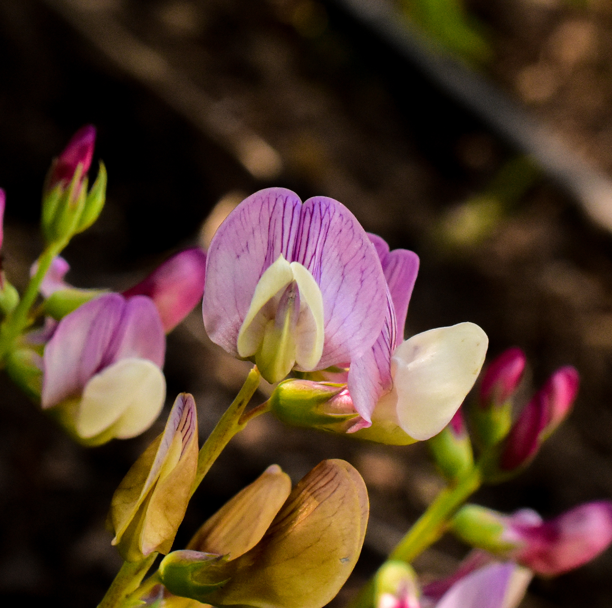 Lathyrus magellanicus