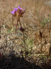 Leptosiphon androsaceus