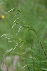 Festuca heterophylla