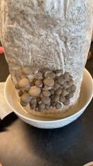 Pleurotus columbinus