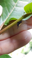 Enchenopa anseriformis