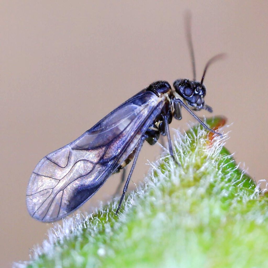 Elipsocus