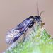 Elipsocus - Photo (c) Barry Walter, some rights reserved (CC BY), uploaded by Barry Walter