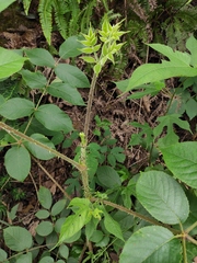 Aralia decaisneana