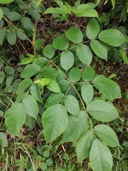Aralia decaisneana