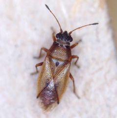 Cymus melanocephalus