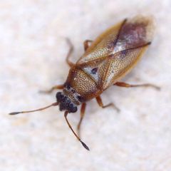 Cymus melanocephalus