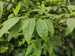 Litsea cubeba