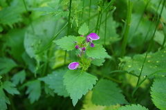 Lamium maculatum