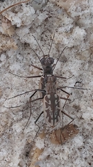 Ellipsoptera