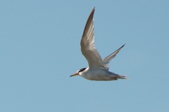 Sternula antillarum browni