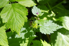 Lamium maculatum