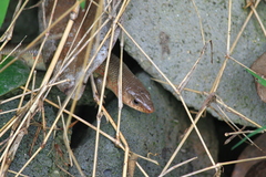 Plestiodon chinensis