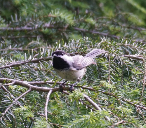 Carolina Chickadee photographed in West Virginia
