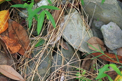 Plestiodon chinensis