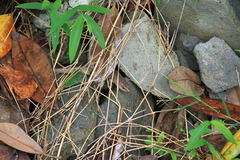 Plestiodon chinensis