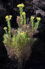 Nidorella nobrei