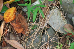 Plestiodon chinensis